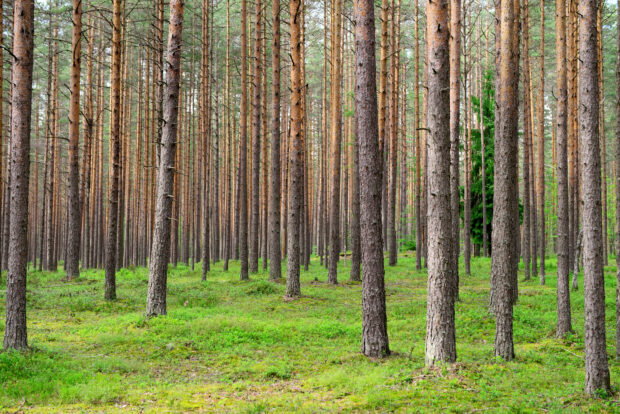 pine and fir forest, tree trunks close-up