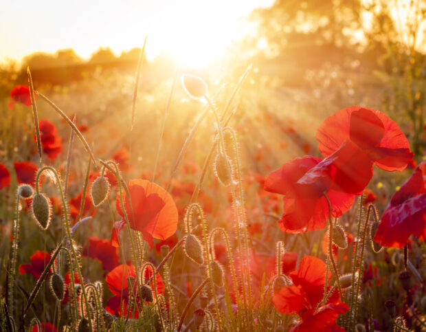 Golden sunlight illuminating a field of red poppies