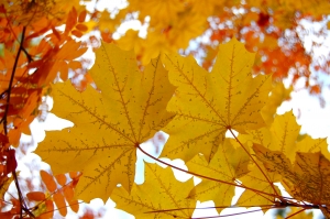 Autumn leaves with sun and sky behind them