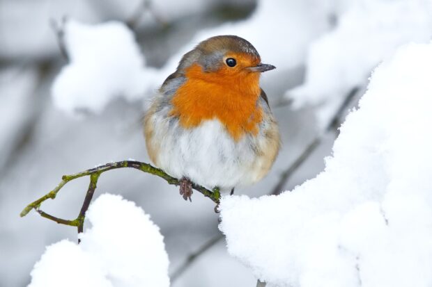 A robin sitting on a snowy branch