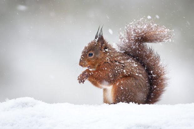 A red squirrel sitting in the snow